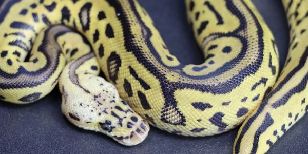 clown ball python morph