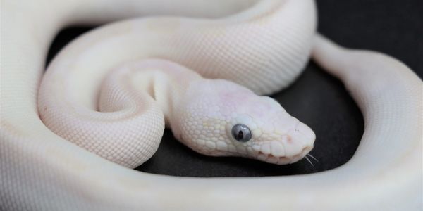 blue eyed lucy ball python morph