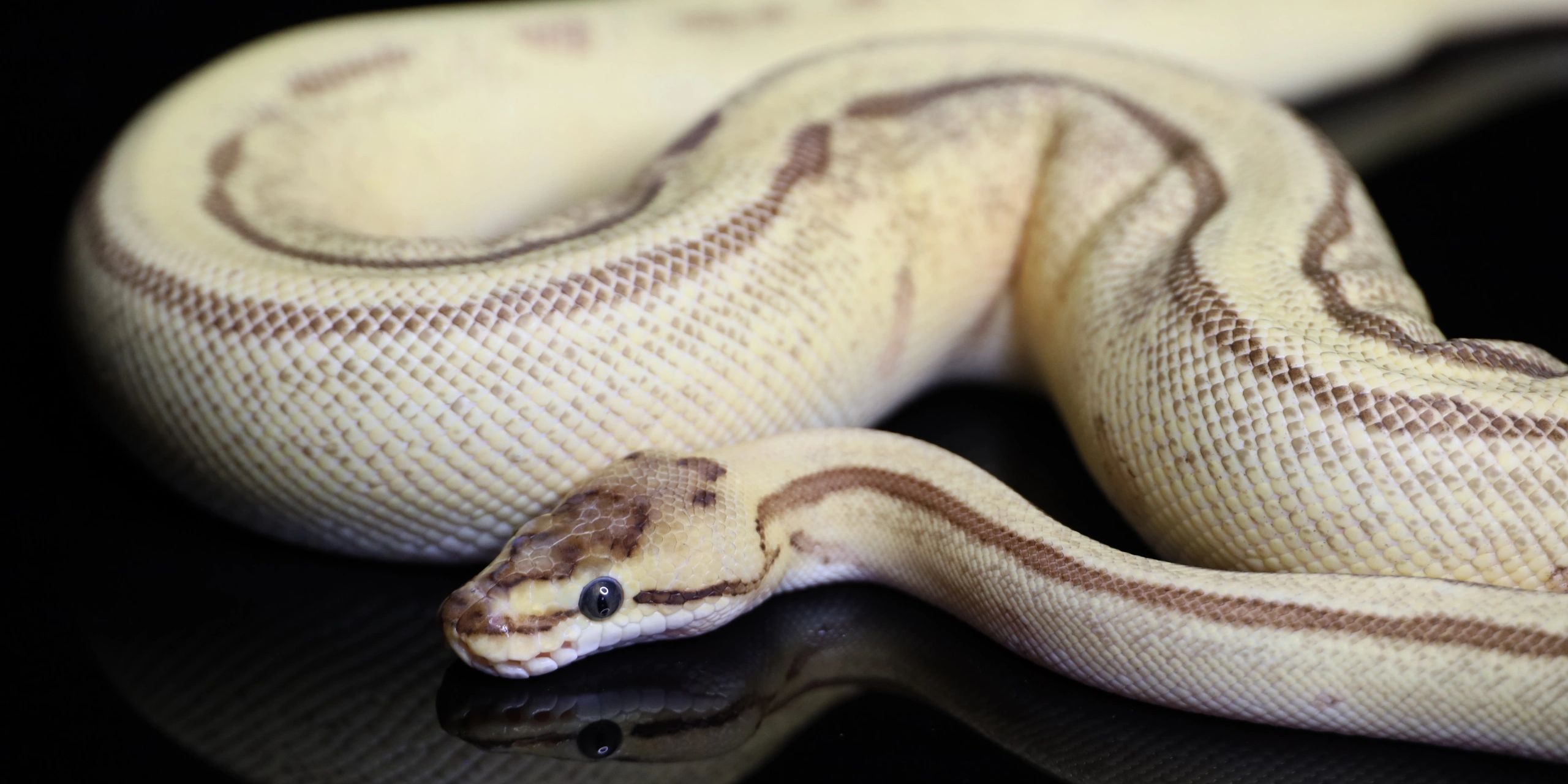 super orange dream ball python morph