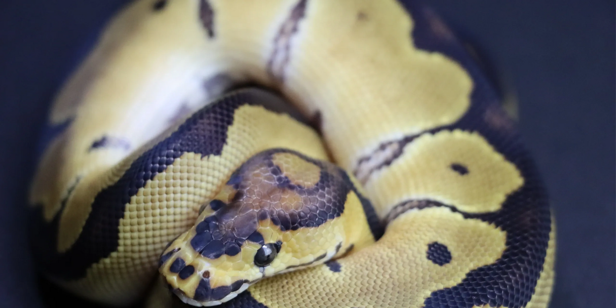 clown ball python morph