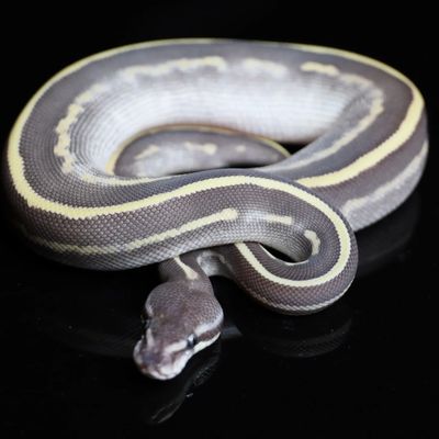 blue eyed lucy ball python morph