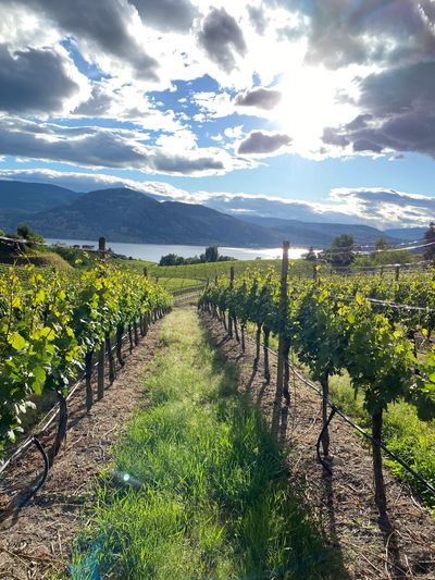 Planted and farmed vineyard in Penticton BC by Earlco Vineyards