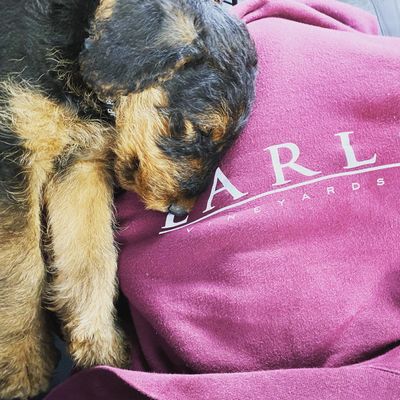 Airedale Terrier, Logo of Earlco Vineyards 