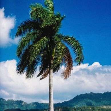Royal Palm tree at the Parque Bacanao, Santiago de Cuba