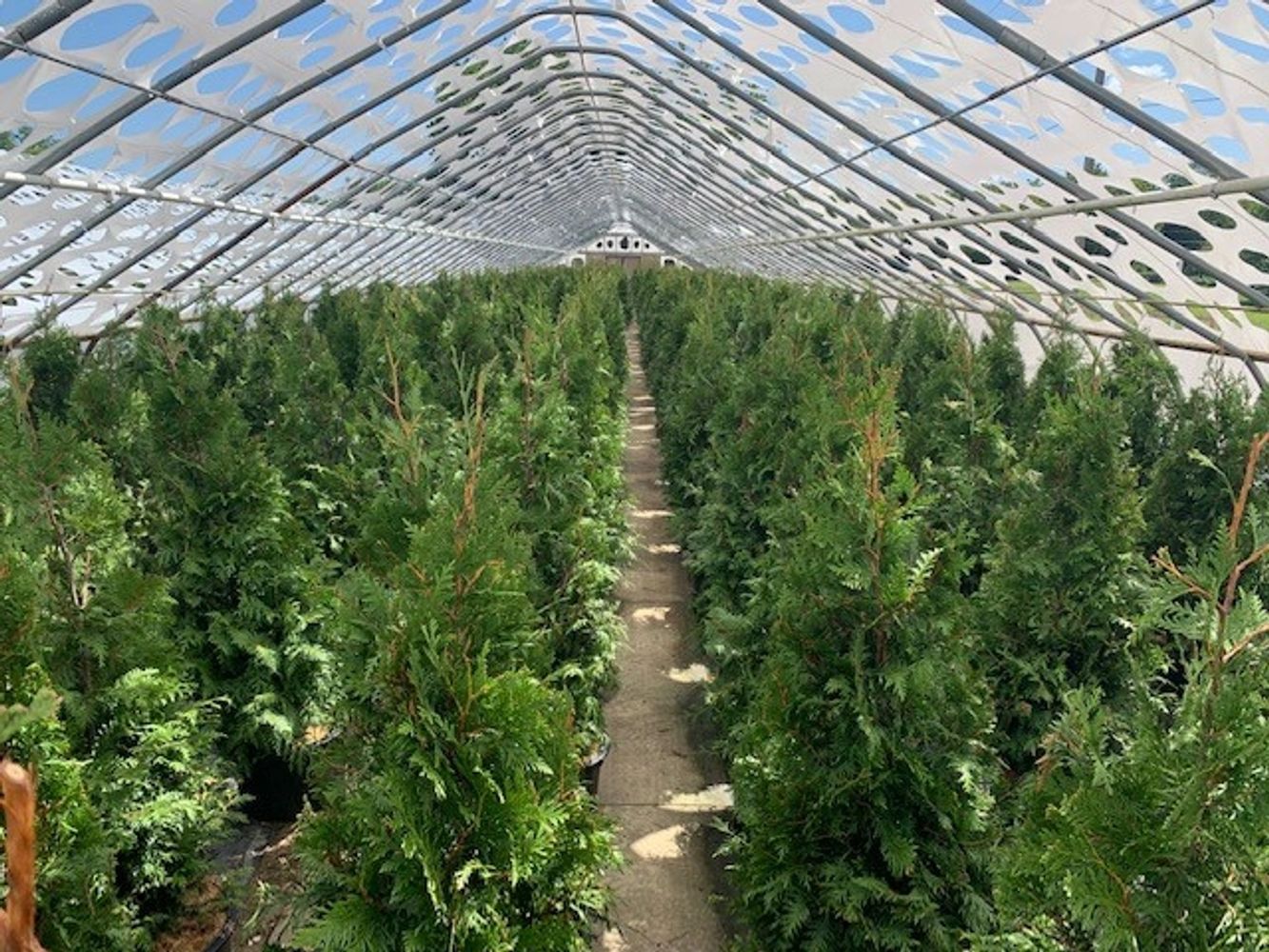 Thuja Green Giants 5ft #7