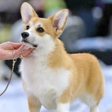 Getting to know the Pembroke Welsh Corgi - Corgis I Texas Corgi