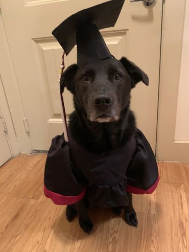Dog Graduation Cap and Gown