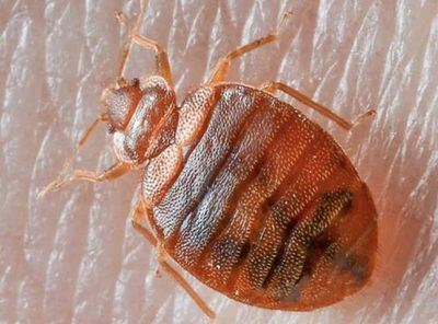 Bed bug