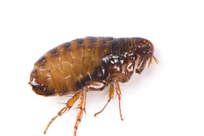 Image of a flea