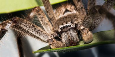 Huntsman Spider on a leaf in an East Geelong garden.