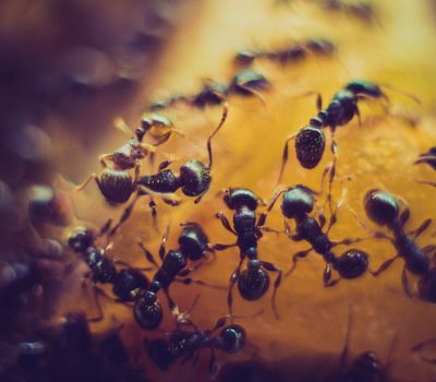Ant pest control treatment in Geelong