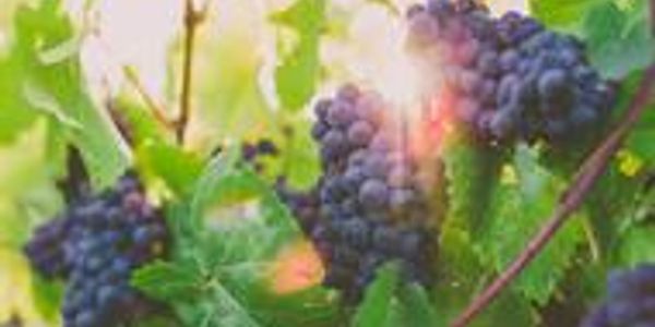 Sunlit grape clusters on the vine.
