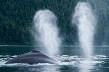 Two whales blowing water in the ocean.
