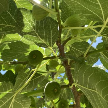 Figs growing in the trees.