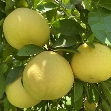 Fresh grapefruits in our trees.