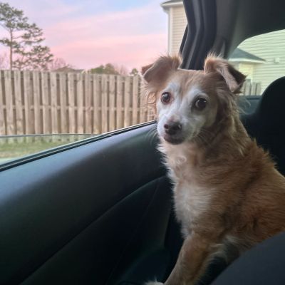 A small dog sitting inside a car looking outside.