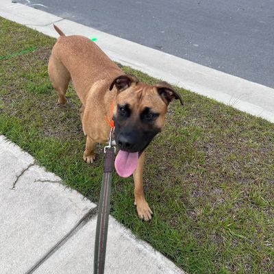 Happy brown dog on a walk with leash.