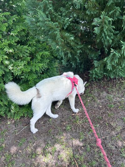 White dog sniffing near bushes on a leash.
