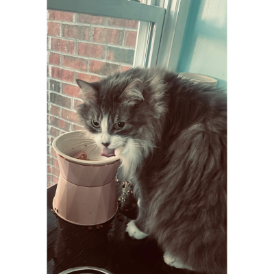 Fluffy cat drinking water by the window.