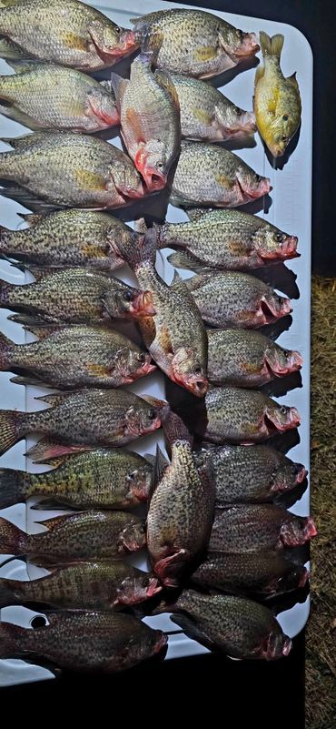 A collection of freshly caught fish laid out on a white surface.