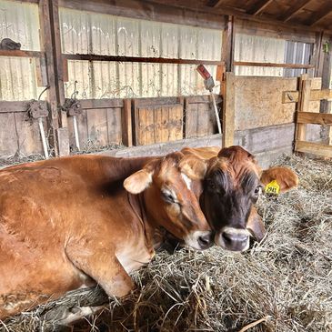 Two cows resting on hay inside a barn.