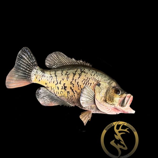 Skinner’s Taxidermy Home