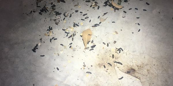 Insulation Replacement