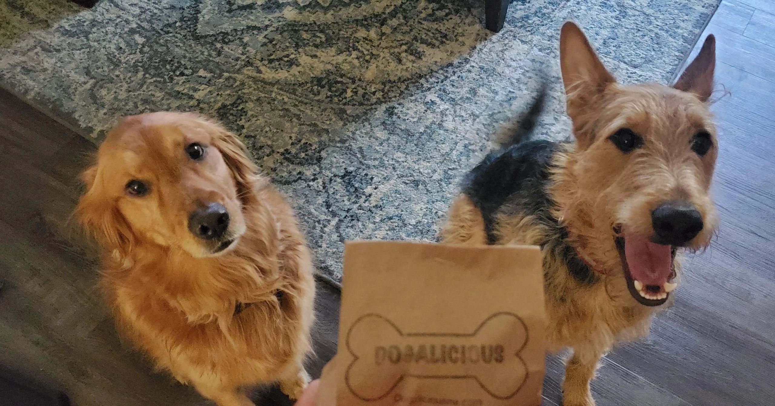 Fur babies excited for their farmers market find of dog treats!