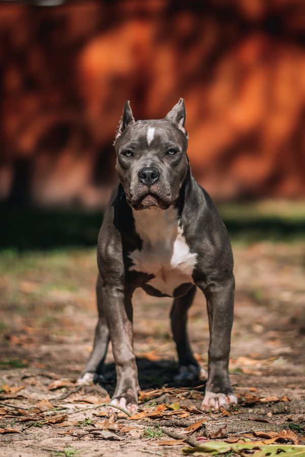 Baby Blue Agave- American Bully XL