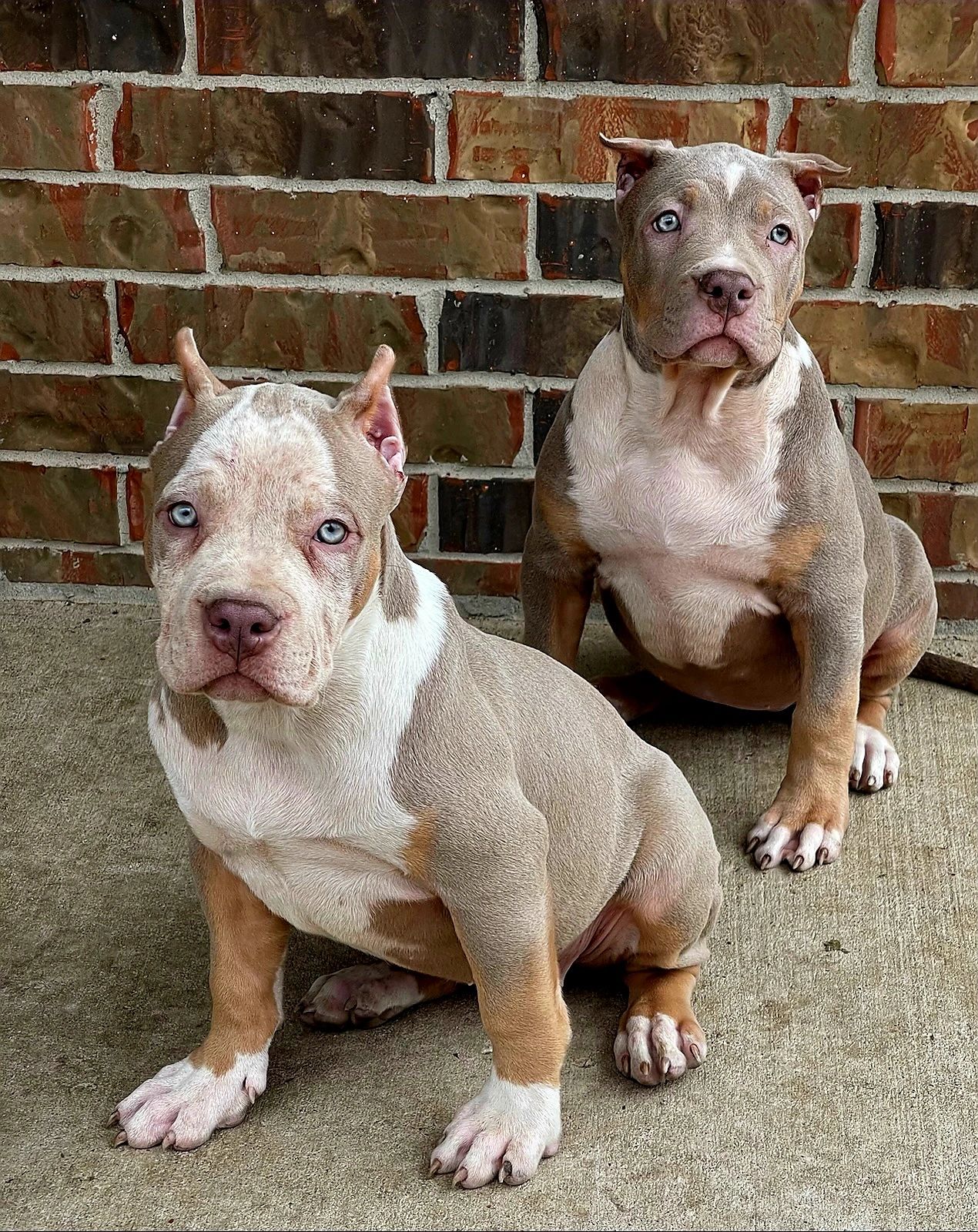 Top Xl American Bully Breeders Near Illinois - uwcosxw