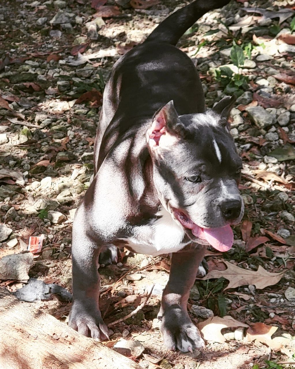 Blue female American bully xl 11 weeks old aka Punky