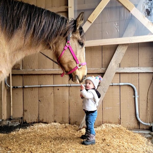 Child touching a horse in a barn.