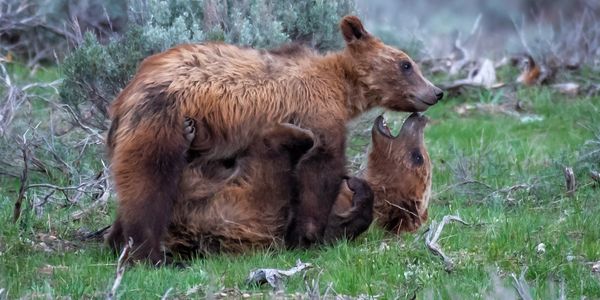 Grizzly cubs at play