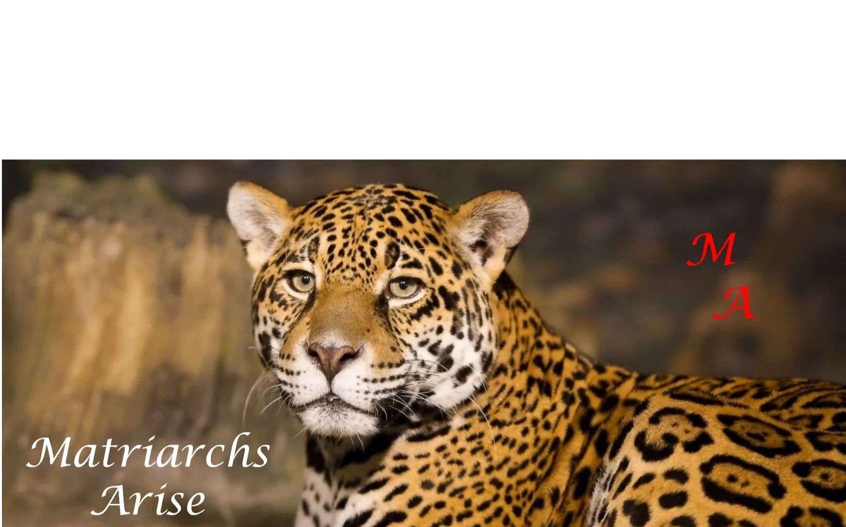 Matriarch Arise Ball matriarch-arise-ball
