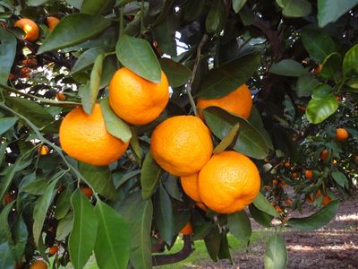 Premium Satsuma and Owari Mandarins