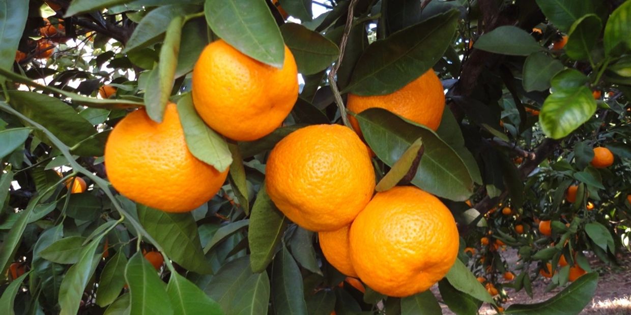 Get Sweet Satsuma Mandarin Oranges Delivered