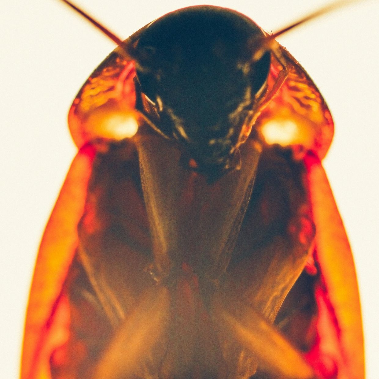 Close-up of a cockroach illuminated with warm light.