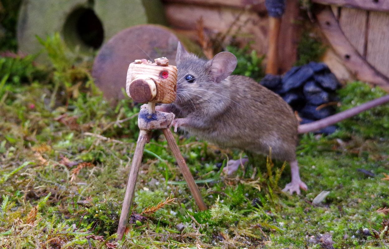 George the Mouse in a log pile house