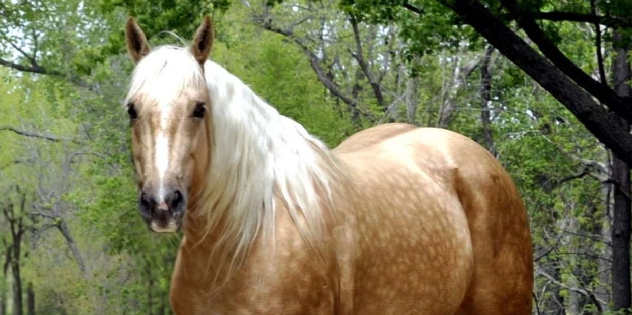A palomino horse with a flowing white mane stands in a green forest.