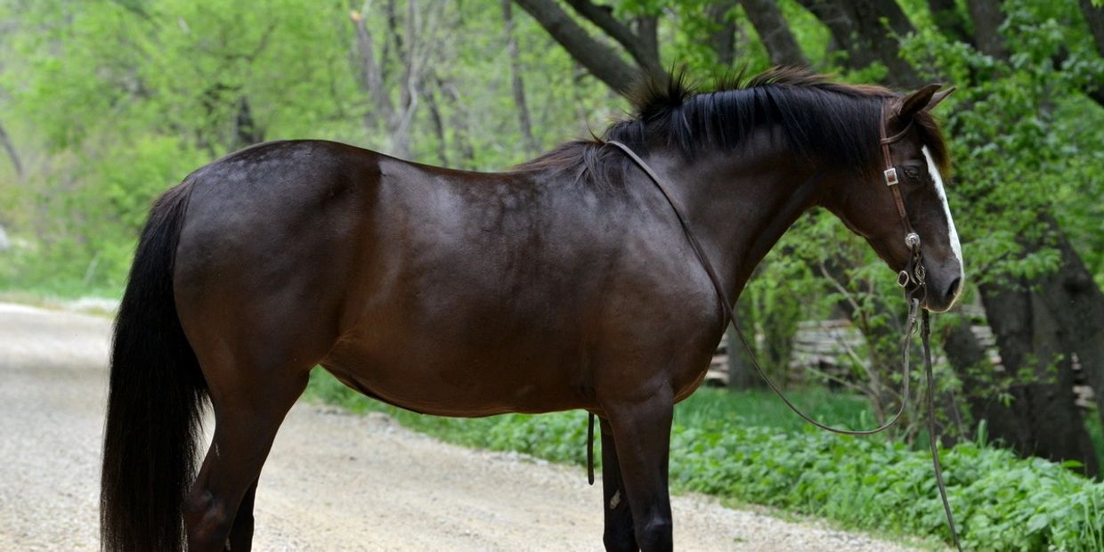 A dark brown horse with a white stripe on its face standing on a dirt path.