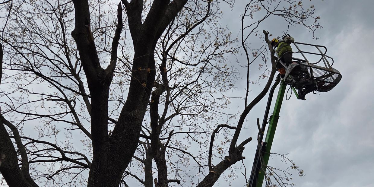 Worker trims tree branches using a green lift under cloudy sky.