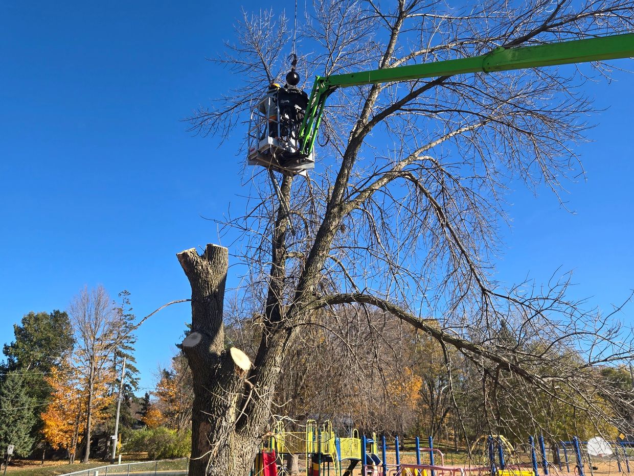 Metro Tree & Crane Removing Dead Ash Trees from Chisago Primary School