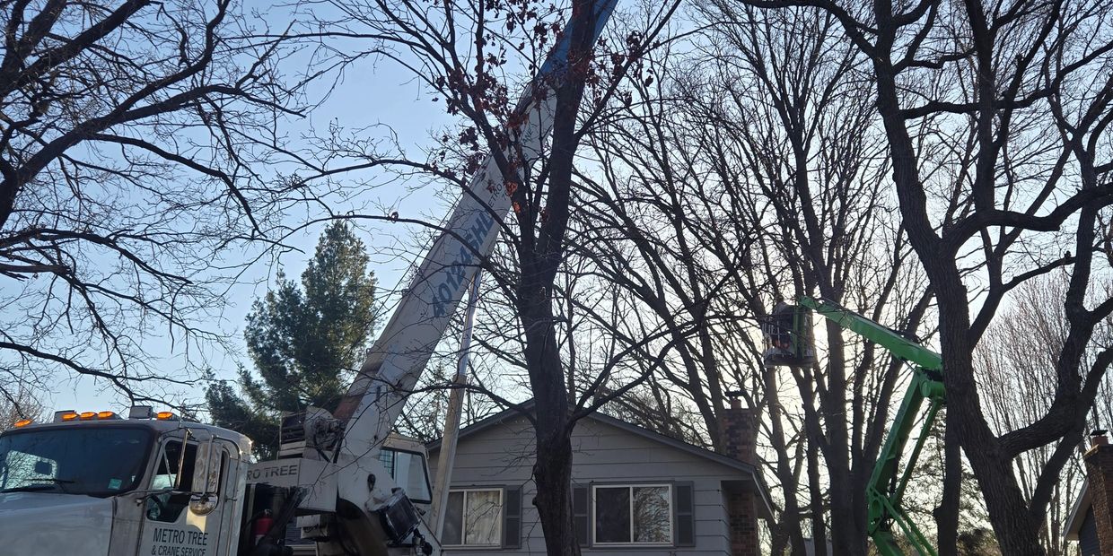 Blaine Tree Service Tree Service In Blaine MN Tree Removal Blaine MN