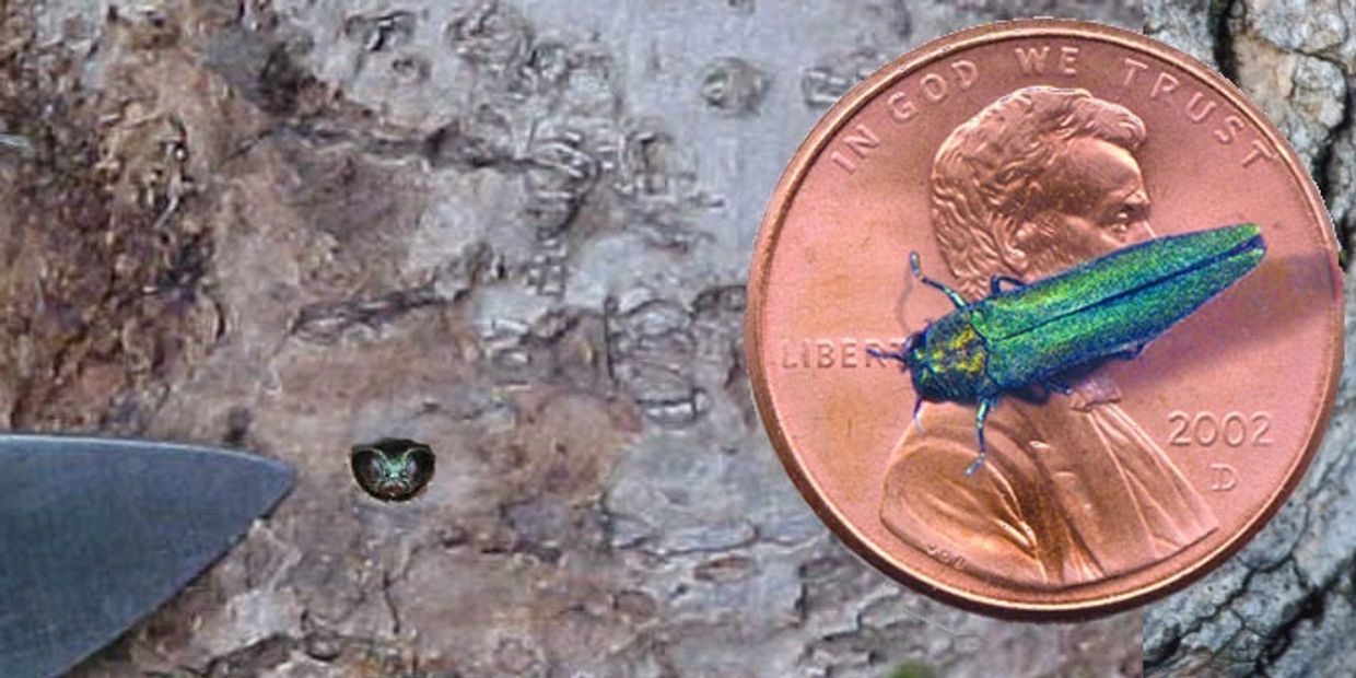 A tiny iridescent bug on a penny next to a blade tip for scale.