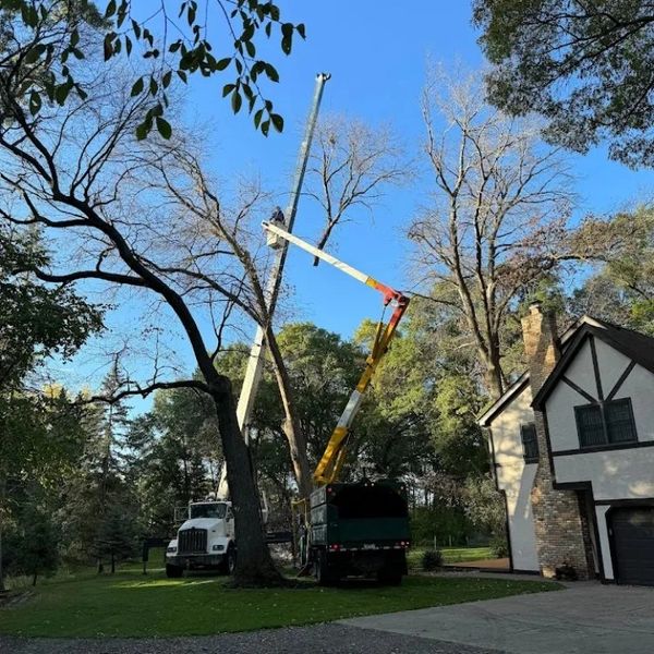 Tree Service Blaine MN 55449 Tree Removal 