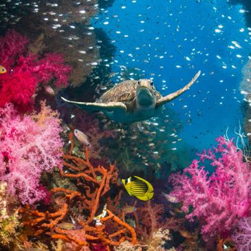 Sea turtle swimming among colorful coral and fish in underwater scene.