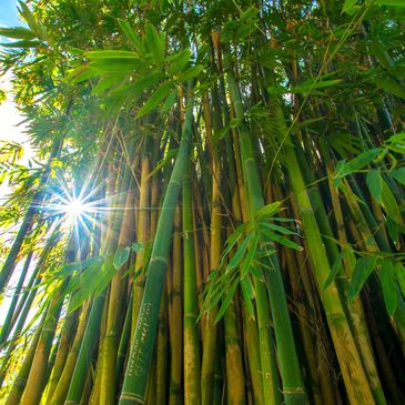 Sunburst through bamboo