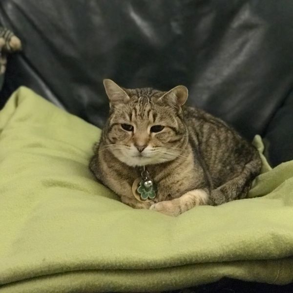 Cat sitting services around Cheshire, Wilmslow and Alderley Edge.