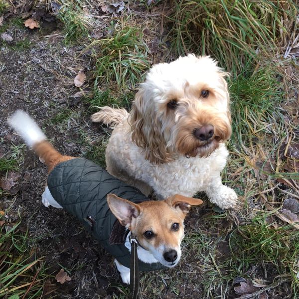 Dog sitting, puppy visits and dog walking services around Cheshire, Wilmslow and Alderley Edge.