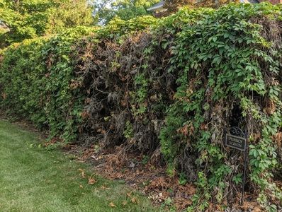 A large hedge with some dying sections and a privacy screen sign.